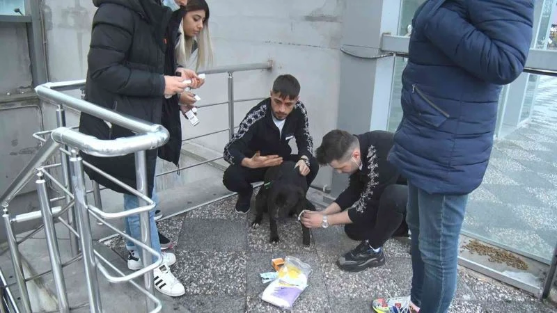 Sahipsiz pitbull köpek sokak köpeğiyle boğuştu, vatandaş seferber oldu
