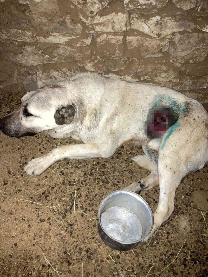 Kurdun yaraladığı köpek tedavi edildi
