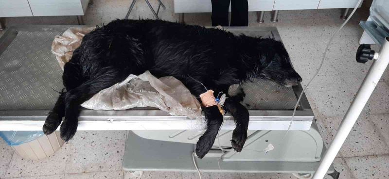 Bodrum’da köpeklerin zehirlendiği iddiasına soruşturma
