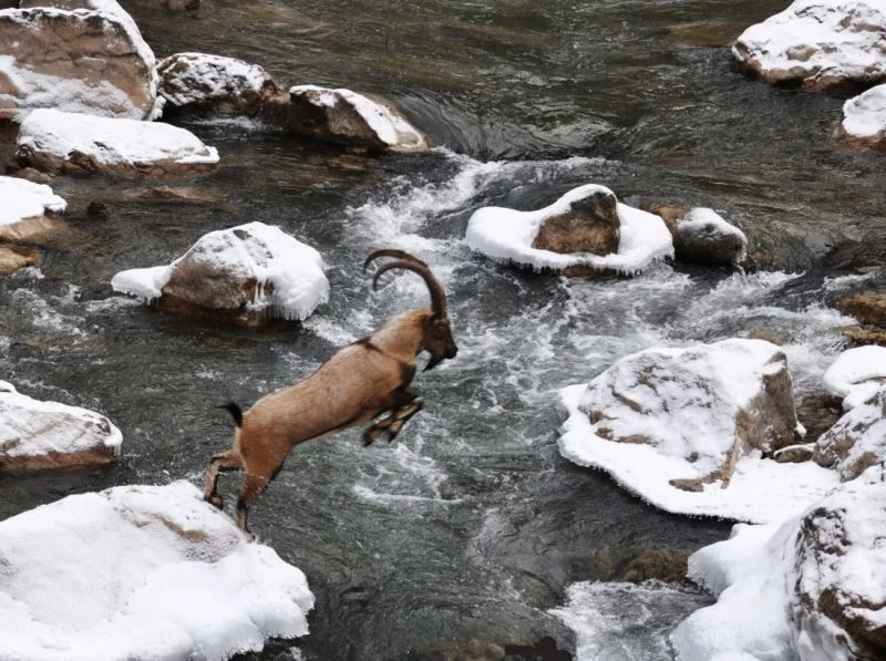 Yaban keçisinin kayadan kayaya atlayışı görüntülendi

