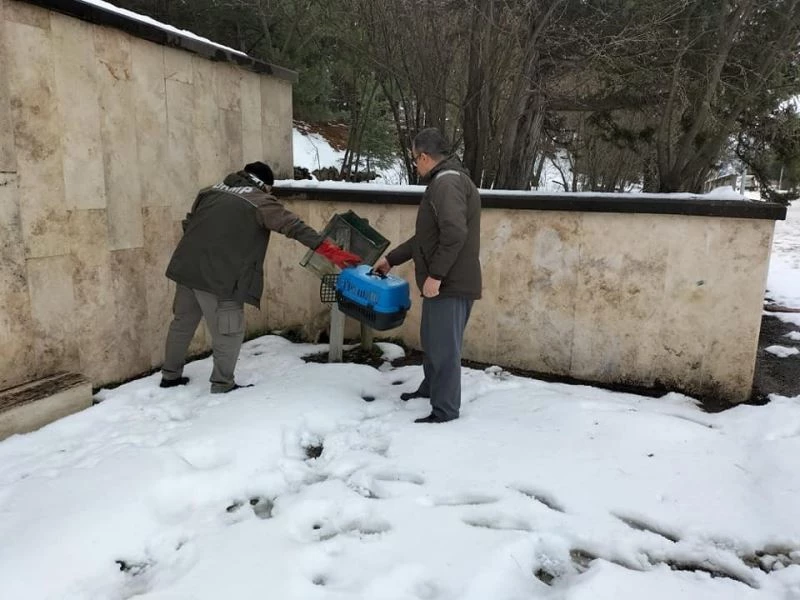 Şehitlikte yaralı halde bulunan tilki tedavi altına alındı
