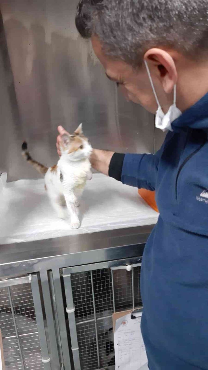 Yaralı kedi şefkatli ellerde sağlığına kavuştu
