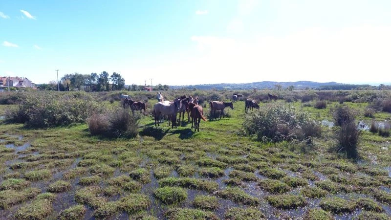 Drone gören atların şaşkınlığı
