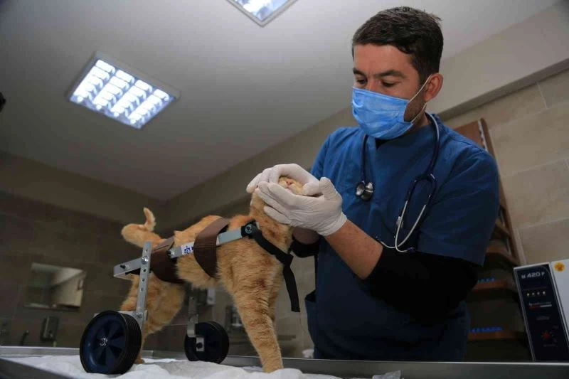 3 bin 373 sokak hayvanı sıcak yuvaya kavuştu
