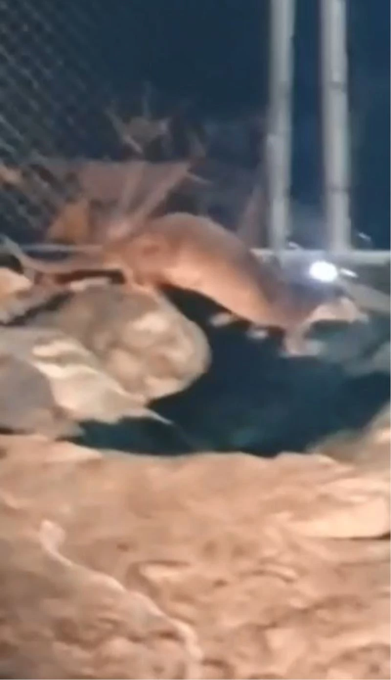 Nesli tükenme tehlikesi altındaki su samurları ailesi görüntülendi
