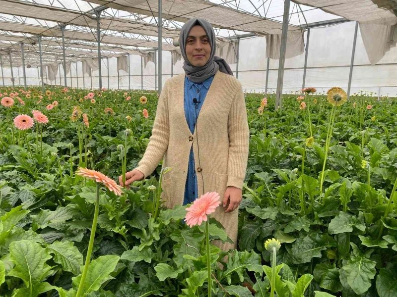 Topraksız serada ürettiği gerbera çiçeğini yurt dışına iki katı fiyata satıyor
