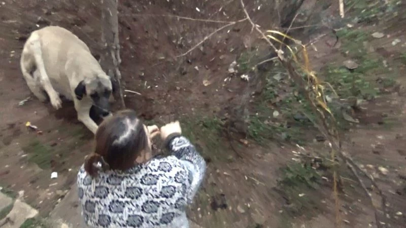 Ayağı tele takılan köpek kurtarıldı
