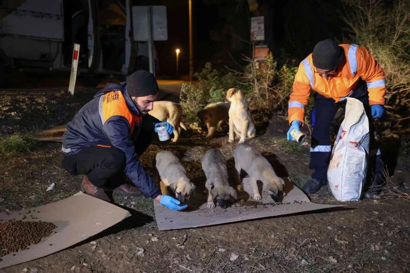 Buca’da can dostlarına gece gündüz mama desteği
