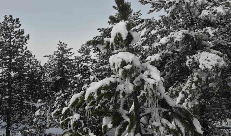 Kütahya’da karlı ve buzlu çam ağaçları ilginç görüntüler oluşturdu
