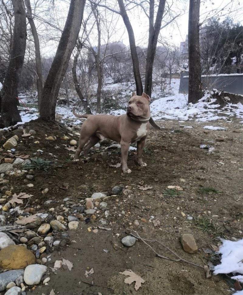 Yasaklı ırk köpek besleyen 1 kişiye 14 bin 982 TL idari para cezası
