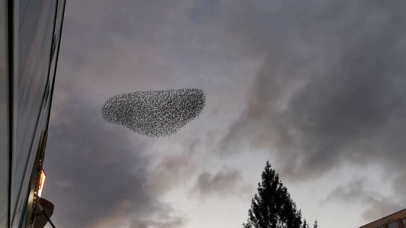 Isparta’da kuşların nefes kesen dansı
