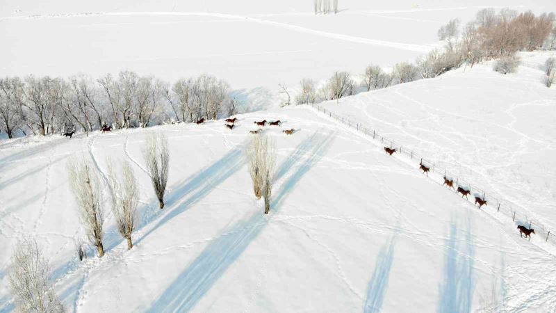 Türkiye’nin yarış atları Sultan Alparslan diyarı Muş’ta kar üzerinde yetiştiriliyor
