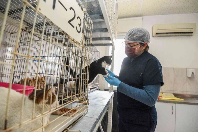 Muratpaşa’da 2021 yılında 368 hayvan sahiplendirildi
