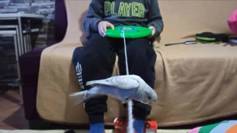 Bu muhabbet kuşu konuşmuyor ama her oyuna katılıyor
