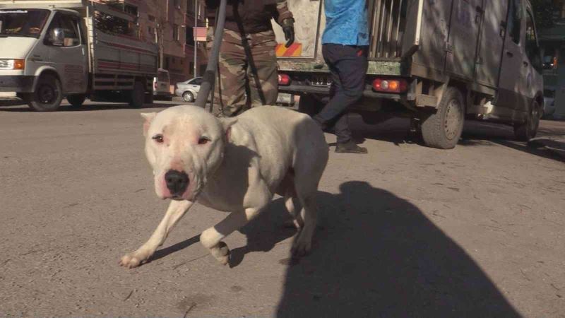 İlkokul çevresinde dolaşan yasaklı ırk köpek ekipler tarafından yakalandı
