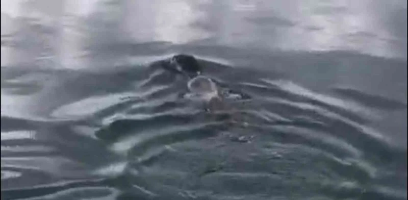 Akyaka’da Akdeniz Foku Görüntülendi
