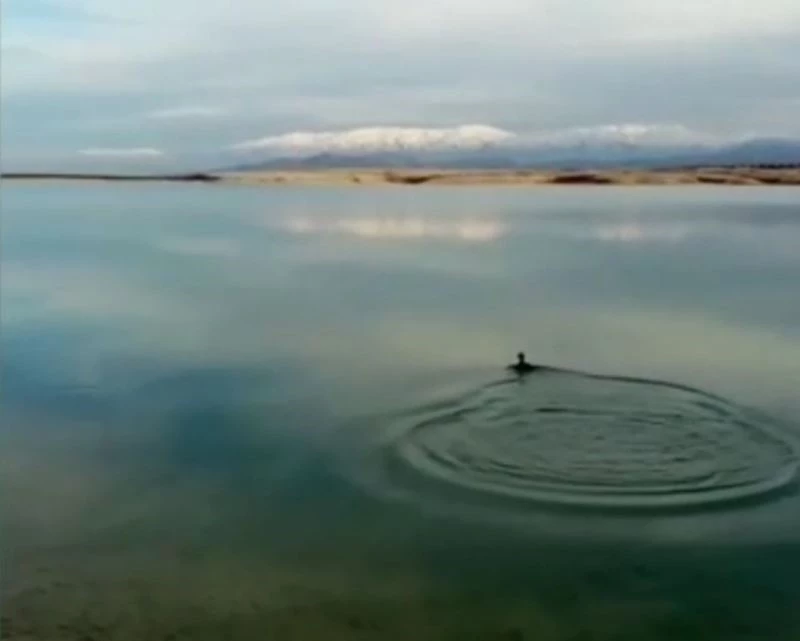 Oltaya balık yerine karabatak takıldı, vatandaş neye uğradığını şaşırdı
