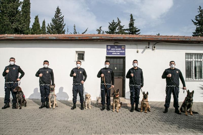 Jandarmanın eğitimli köpekleri terörle ve suçla mücadelede görev alıyor