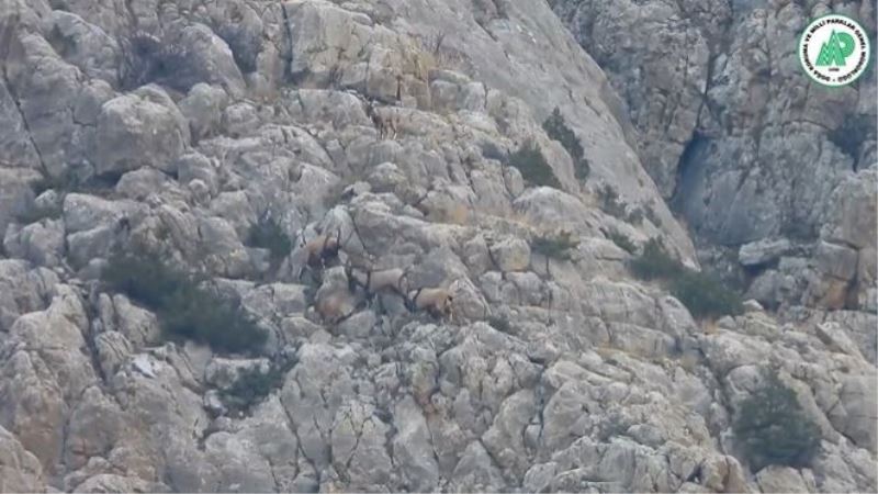 Yaban keçilerinin liderlik kavgası kameralarda
