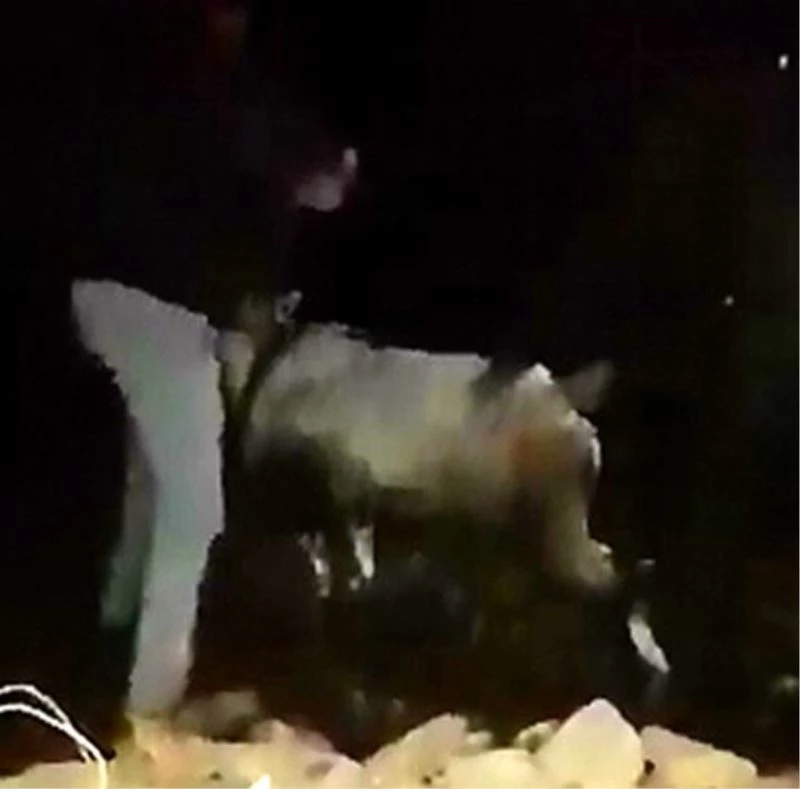 Tel örgülere takılan dağ keçisini köylüler ve jandarma kurtardı
