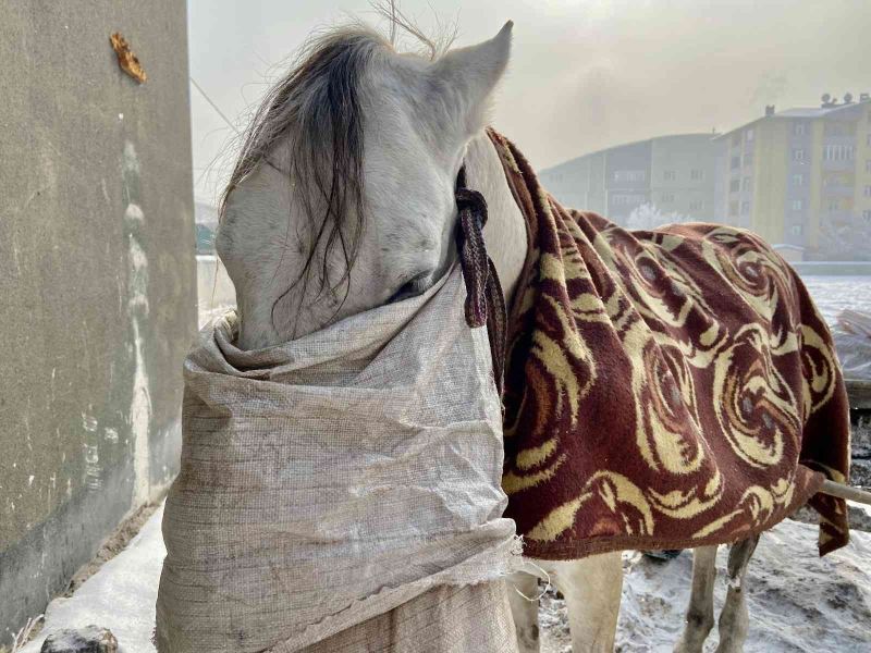 Atlarını battaniyeye ile sarıp dondurucu soğuklardan koruyorlar
