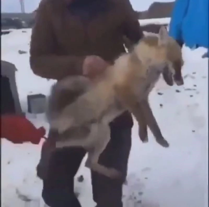 Ardahan’da tilkiye yapılan eziyetin görüntüleri tepki çekti, Valilik harekete geçti
