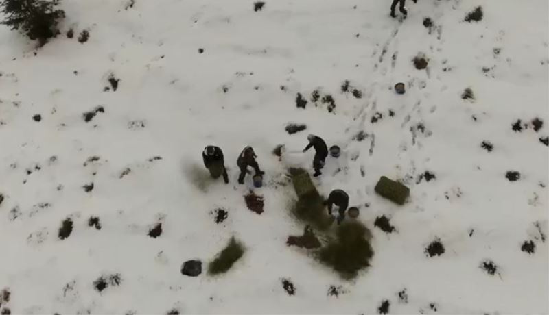 Karlı kaplı dağlara yabani hayvanlar için yem bırakıldı
