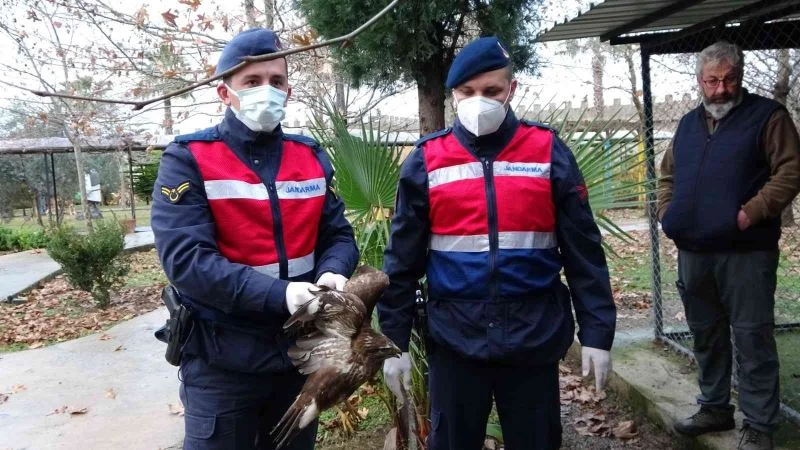Avcıların vurduğu şahin otelin tenis kortunda yaralı halde bulundu
