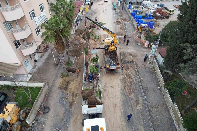 Ağaçlar zarar görmeden taşınıyor
