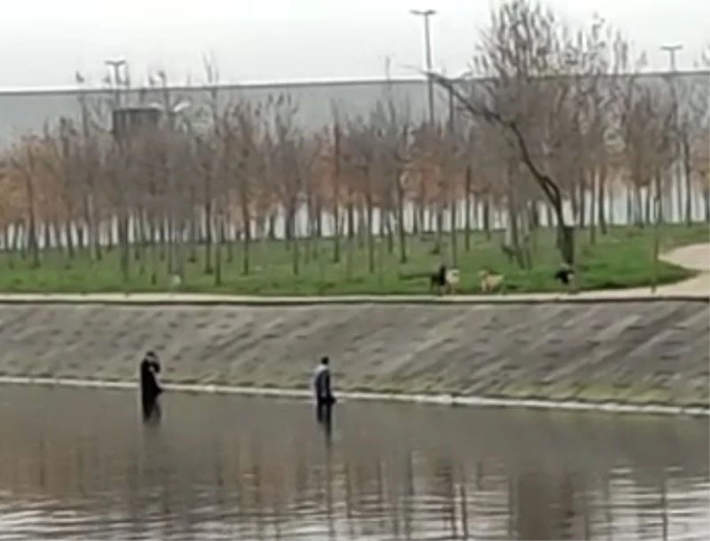 Köpeklerin korkusundan dereye kaçtılar, köpekler çıkmalarını bekledi
