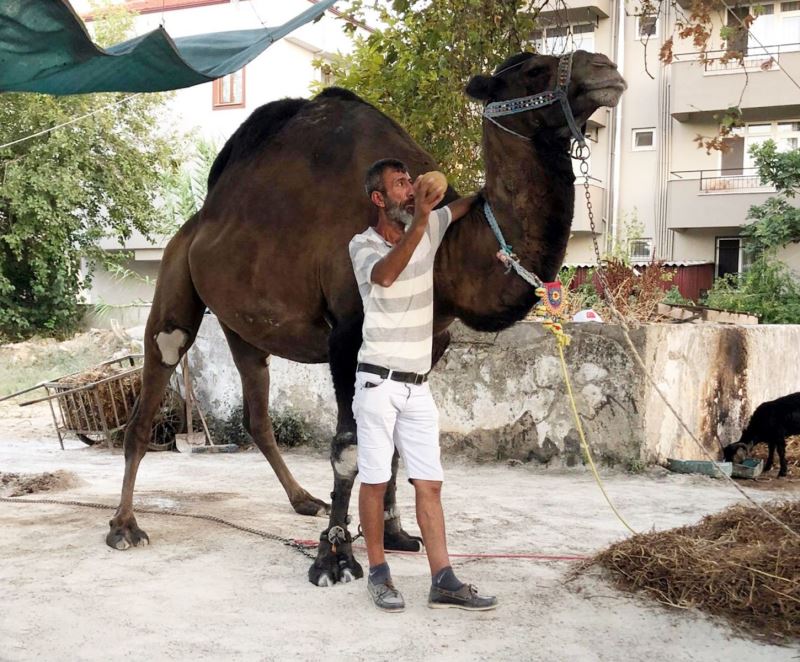 Devenin saldırdığı bir kişi hayatını kaybetti
