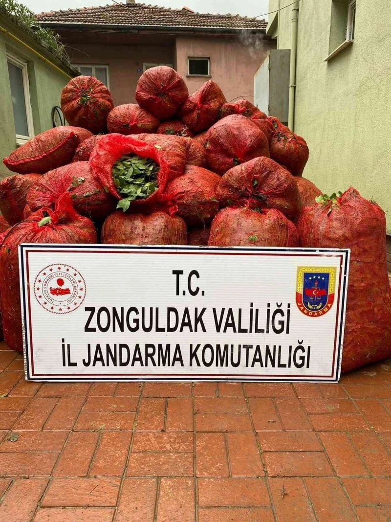 Jandarma ekiplerinde kaçak defne yaprağı operasyonu
