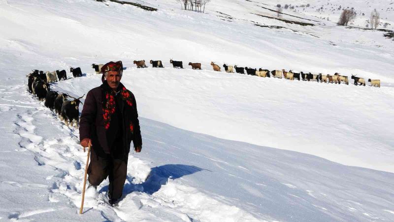 Muş’ta besicilerin hayvanlarıyla kar üzerindeki 6 kilometrelik zorlu yolculuğu
