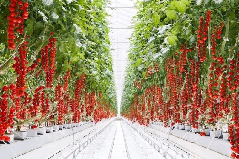 Kozaklı OSB başvurusu kabul edildi
