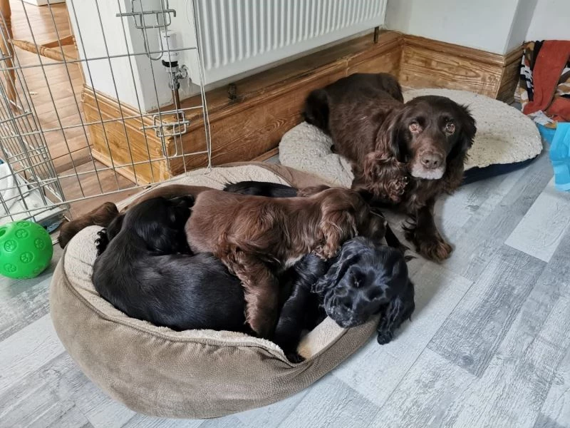 İngiliz aile 8 yıl önce evlerinin bahçesinden çalınan köpeklerine kavuştu
