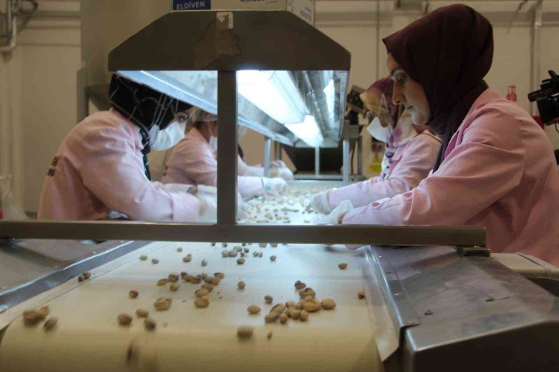 Siirt’ten Çin’e yarım milyon dolarlık fıstık ihracatı yapıldı
