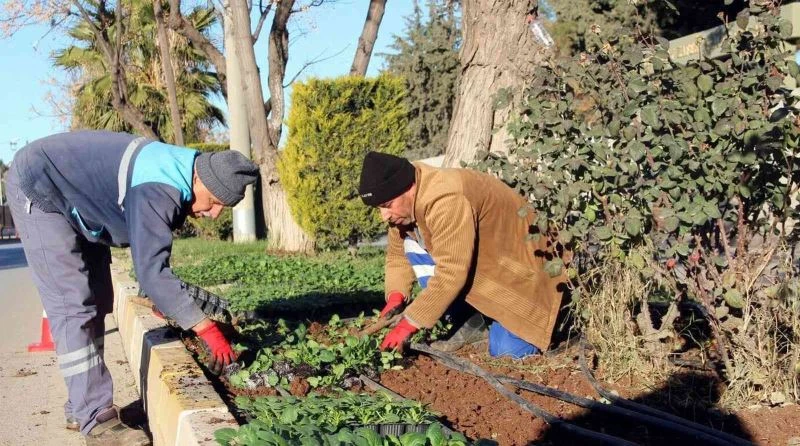 Parklara kış bitkileri dikiliyor

