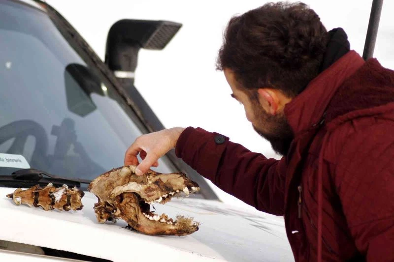 Kurtların parçaladığı köpekten geriye kafatası kaldı
