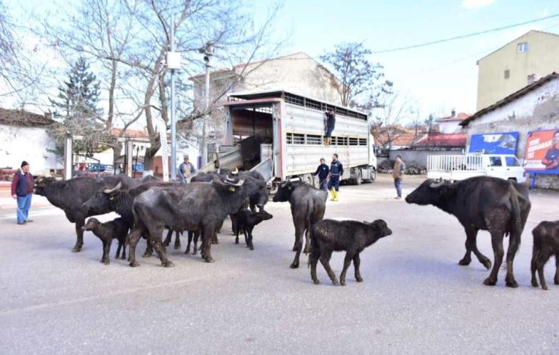 İnönü’de manda kaymağı ve yoğurdunun üretimine büyük destek
