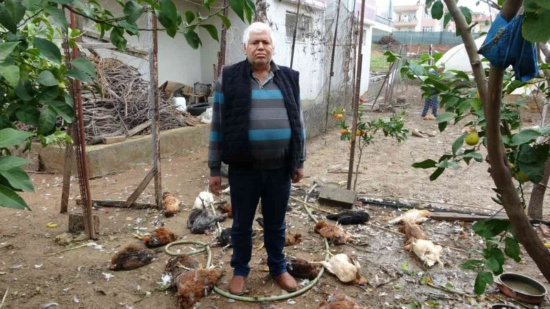 Aç kalan sokak köpekleri kümese saldırdı, 80’e yakın tavuk telef oldu
