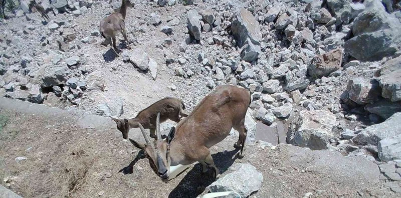 Dağ keçileri sürekli izleniyor
