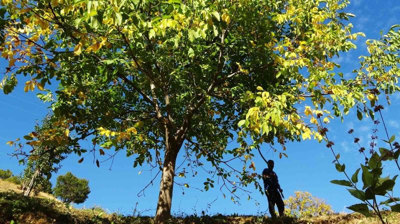 Erzincan’ın Sancak kenti Kemah: 32 bin ceviz ağacı yetiştiriciliği ile ekonomiye katkı sağlıyor
