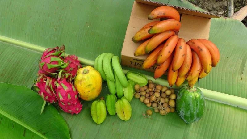 Tropik bölgelerde bile ender olarak yetiştirilen kırmızı muzun Manavgat’ta ilk hasadı yapıldı
