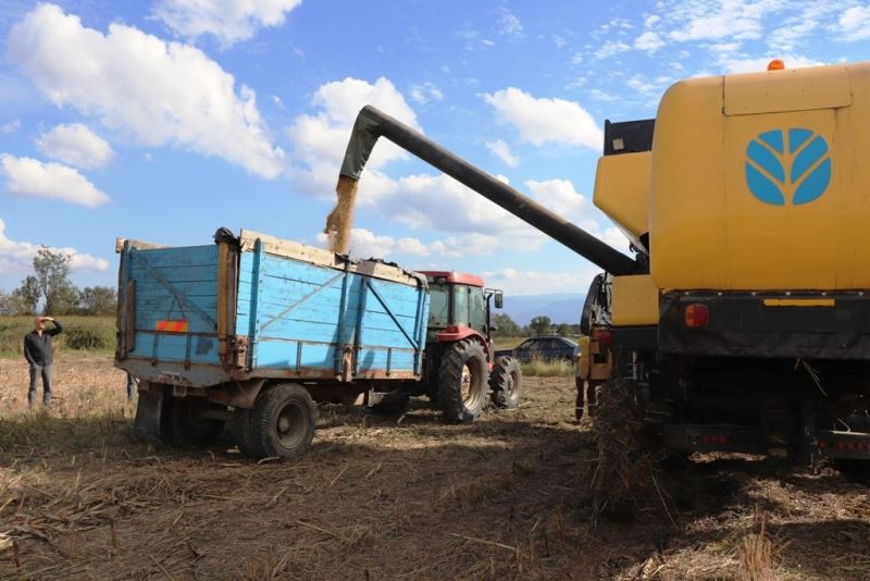 Konuralp pirincinde yeni dönem hasadı yapılıyor
