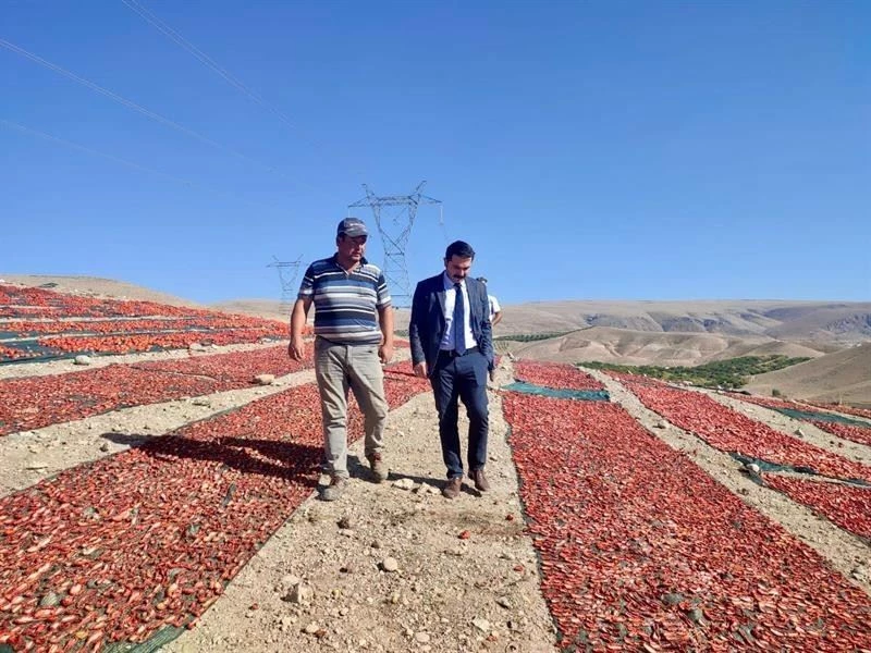 Kurutmalık domates daha da yaygınlaştırılacak
