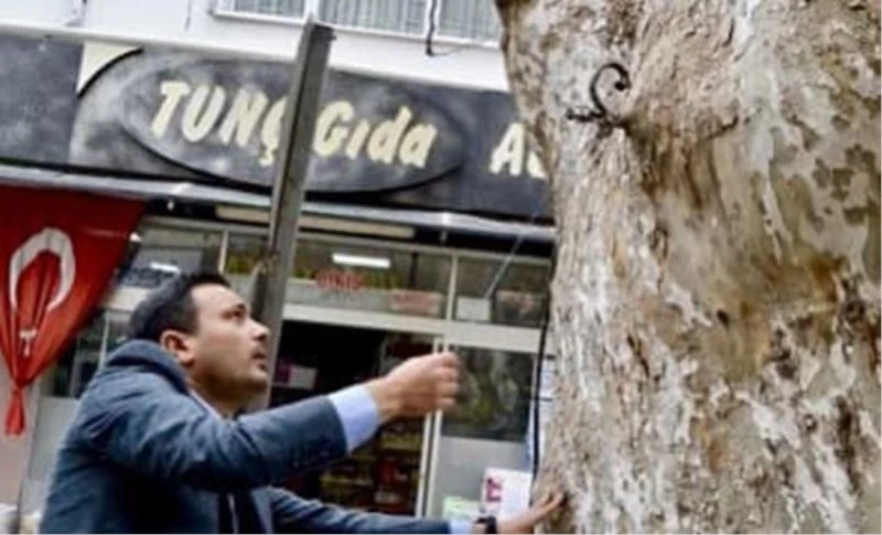 Yunan mezaliminin tanığı 500 yaşındaki çınar kimliklendirildi
