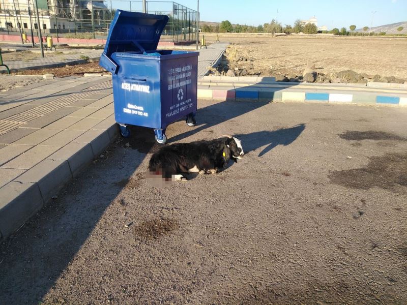 Sokak köpeklerinin keçiyi parçalama çalıştığı anlar kameraya yansıdı
