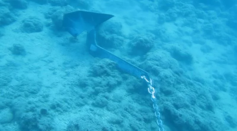 Denizin Amazon ormanları 7 yıl içinde böyle yok oldu
