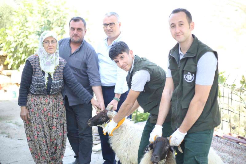 Aydın Büyükşehir Belediyesi Çine Çaparı ve Sakız Koçu dağıtımına devam ediyor
