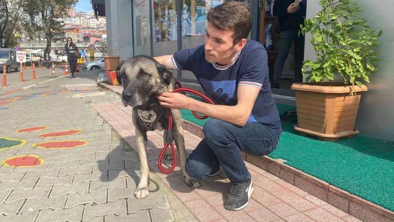 Köpeğin penisi kapana yakalanıp kopunca ameliyatla dikildi
